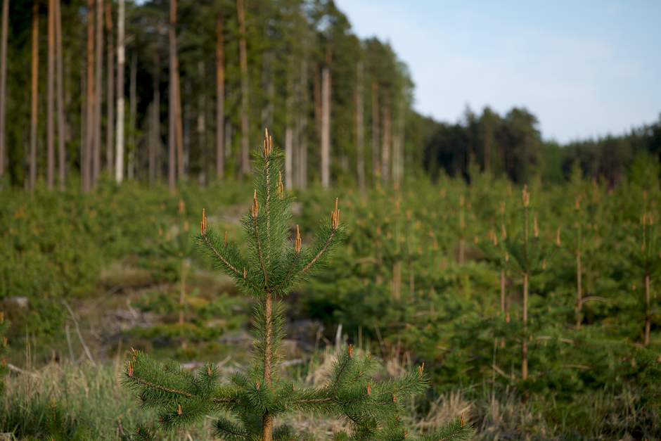 A sprawling evergreen forest featuring young pine trees growing densely across the landscape.