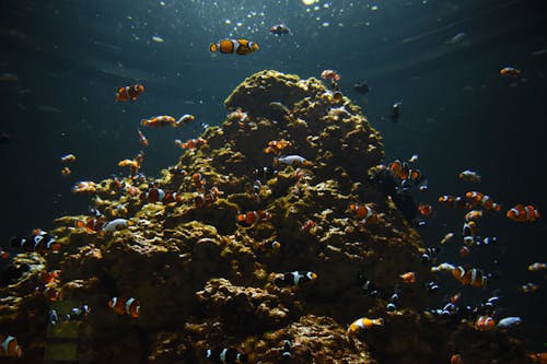 물, 물고기, 산호초의 무료 스톡 사진