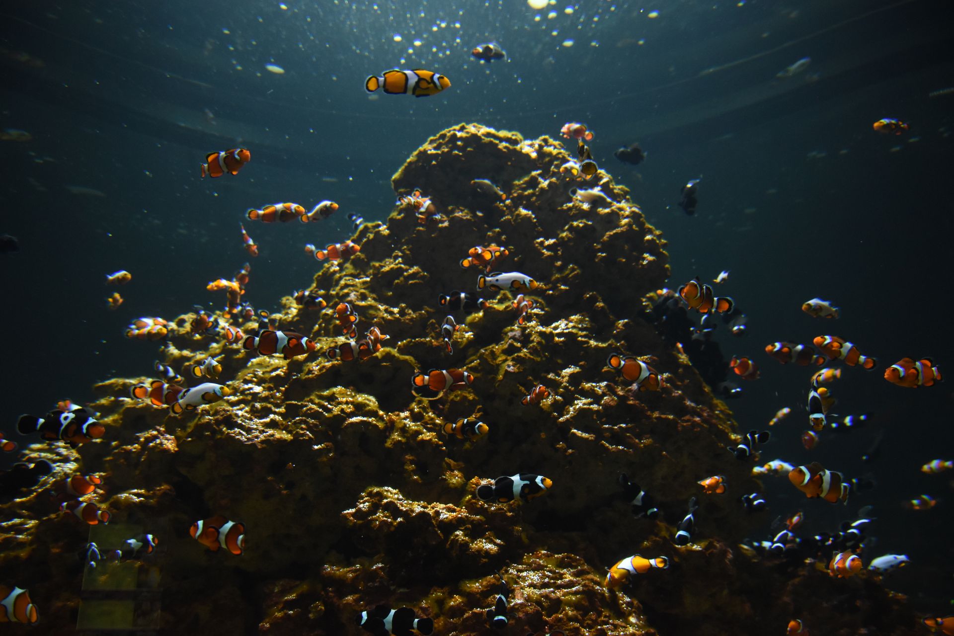 Underwater at Tokong Laut