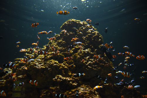 Tokong Laut