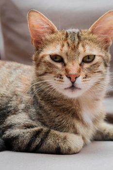 cat photo