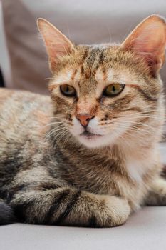 cat photo