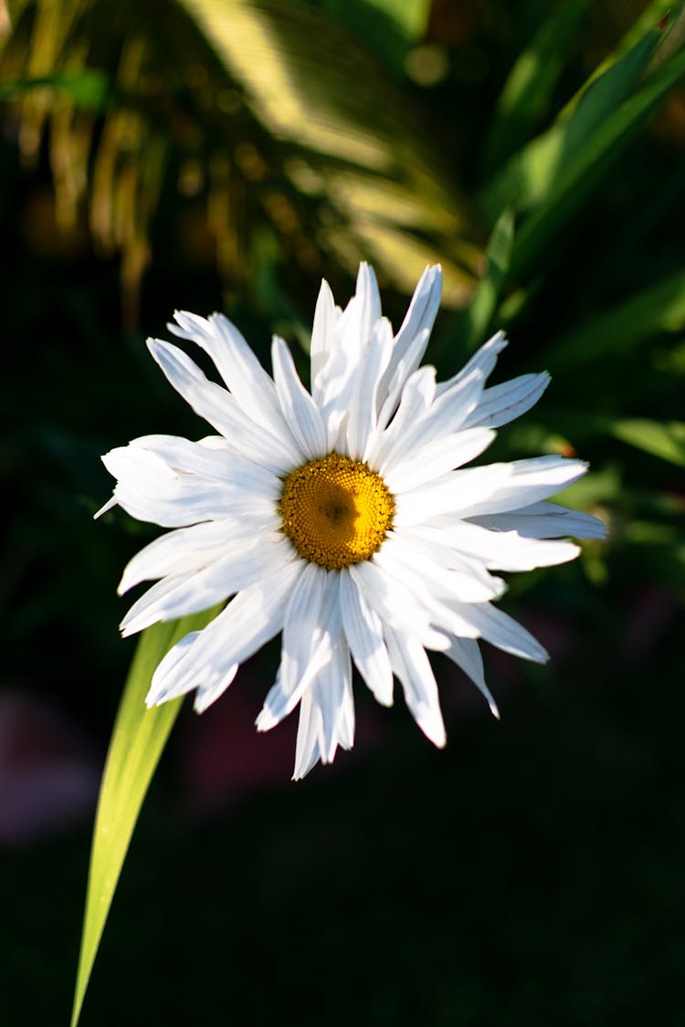 Close Up Of White Flower