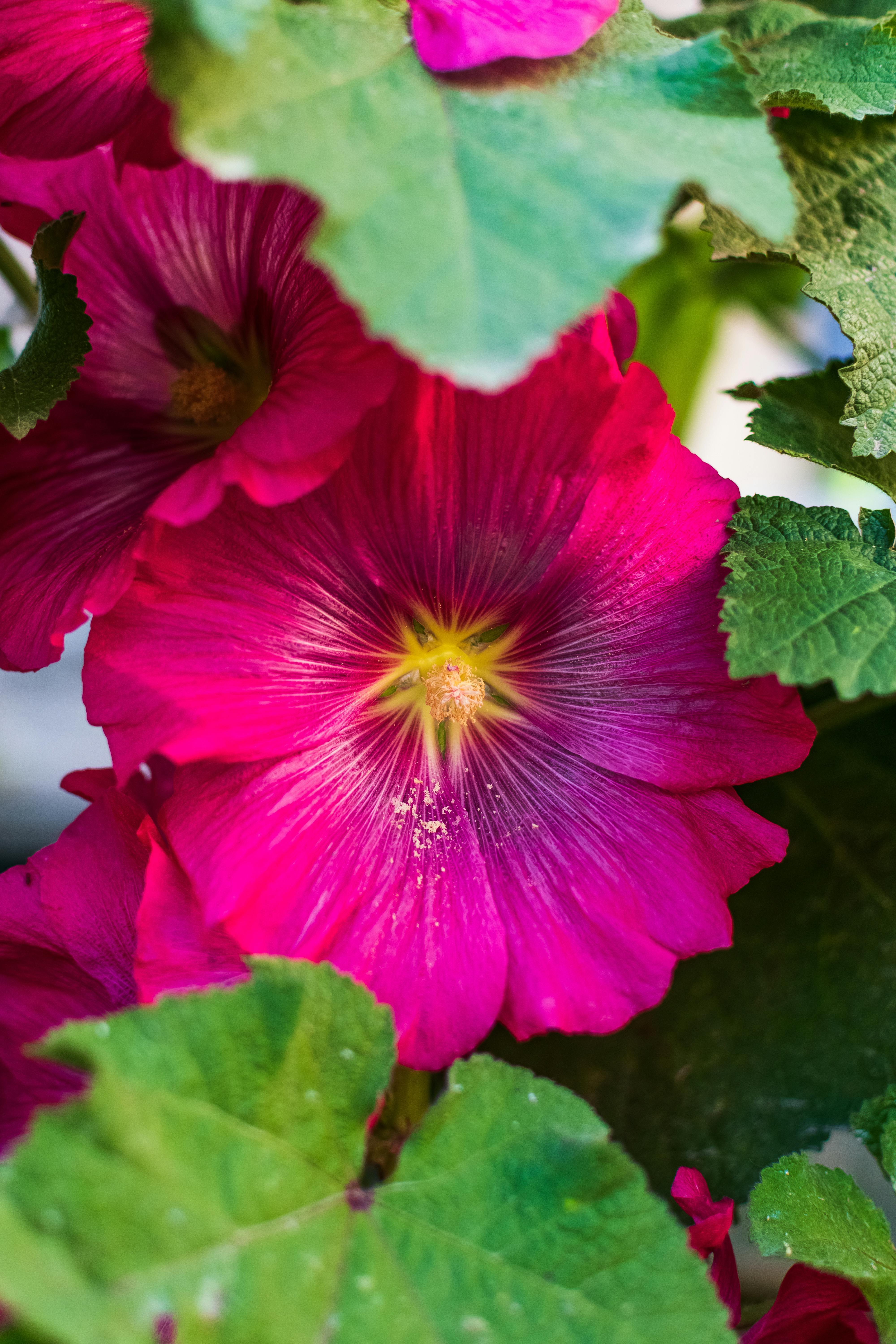 Damro Plant Photos, Download The BEST Free Damro Plant Stock Photos