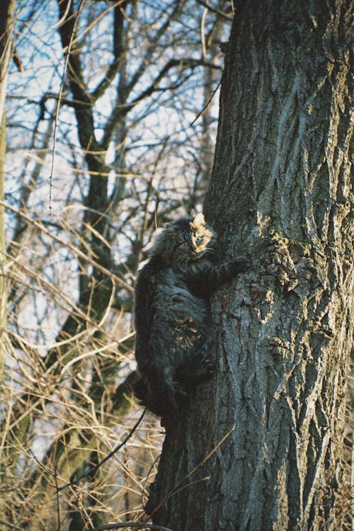 Foto d'estoc gratuïta de animal, arbre, branques