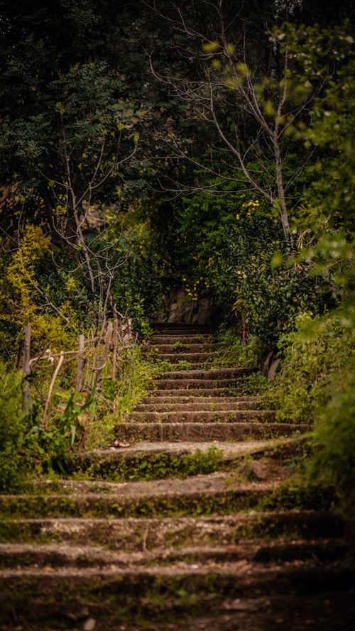Free Sunlit forest path with rustic stairs surrounded by lush greenery, evoking serenity. Stock Photo