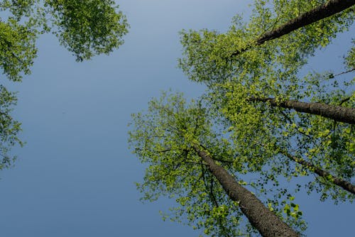 Ingyenes stockfotó alacsony szögű felvétel, fák, kék ég témában