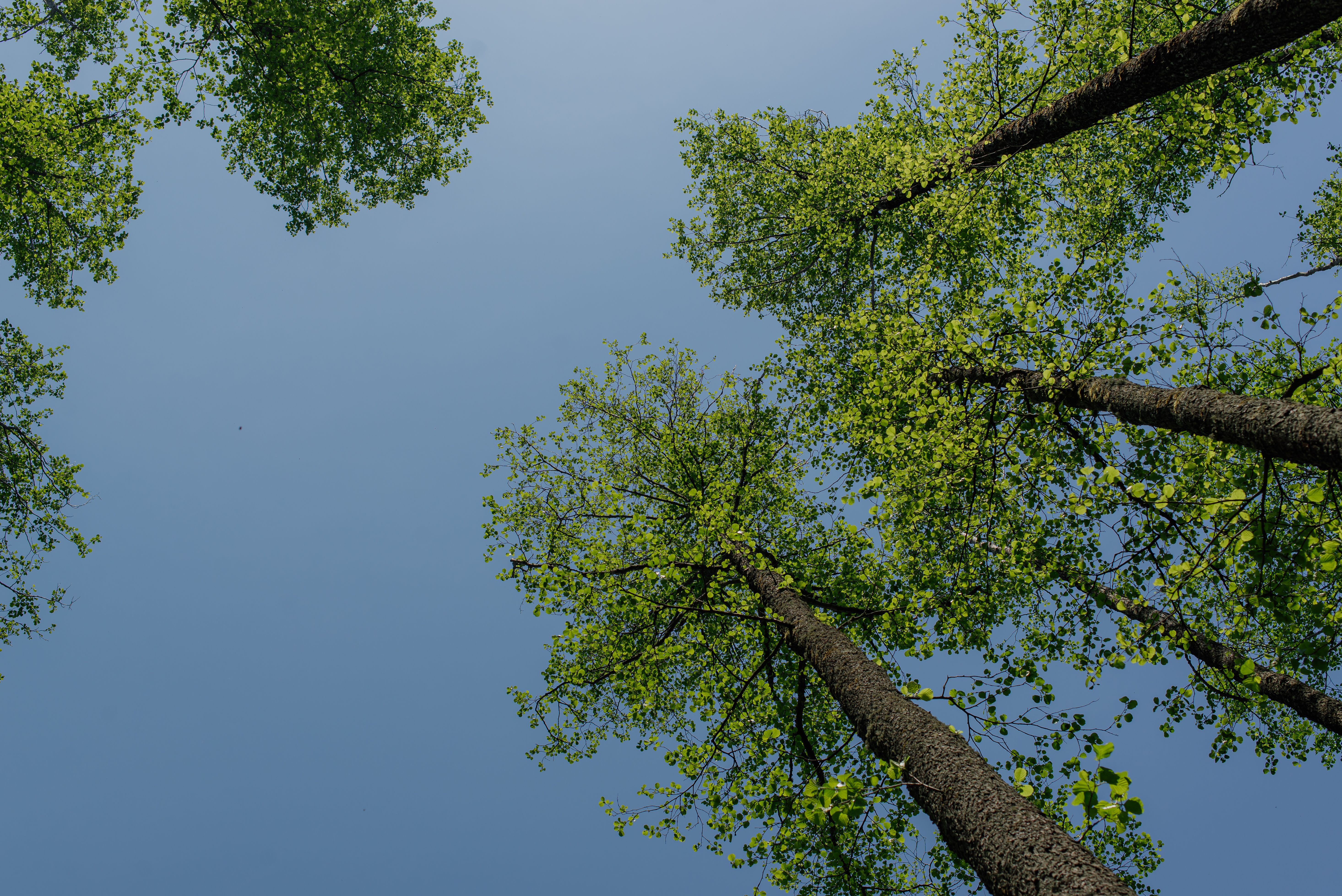 Clear Sky over Tall Trees · Free Stock Photo