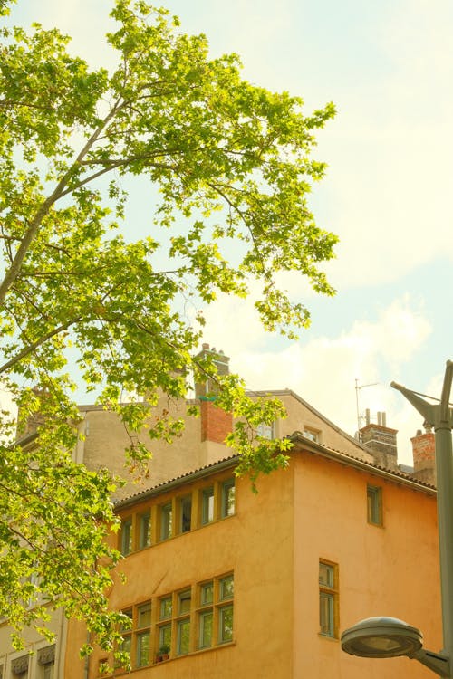 Fotos de stock gratuitas de árbol, edificio, foto de ángulo bajo