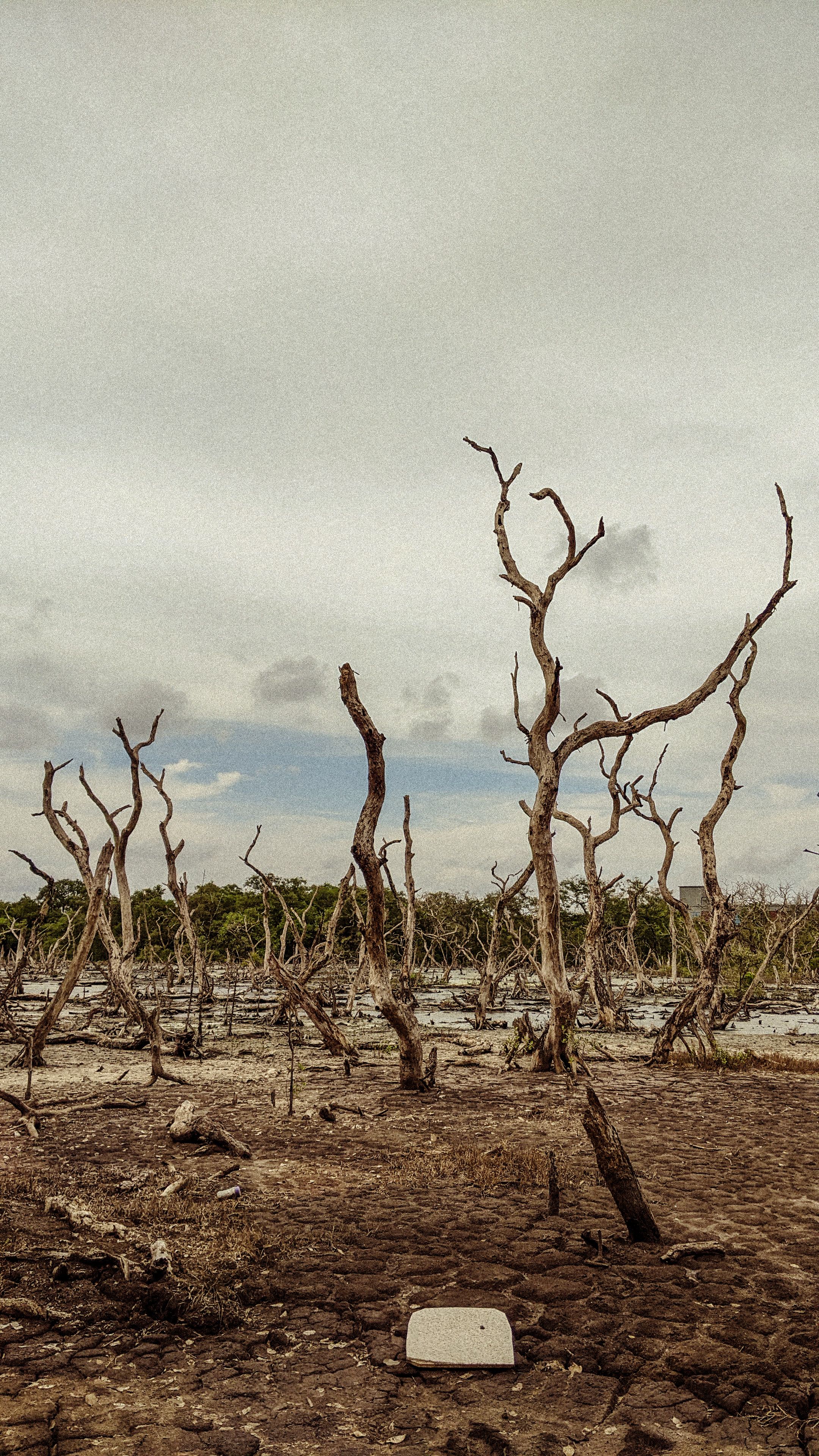 A barren landscape with withered trees under a moody, overcast sky in KL, India.