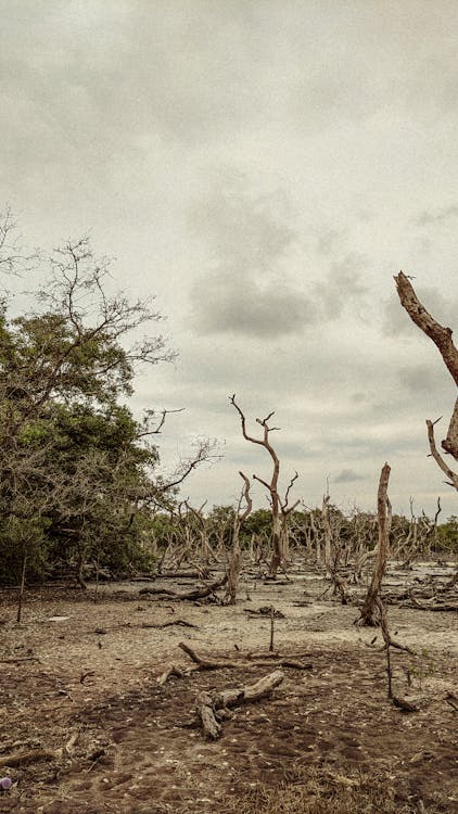 Foto d'estoc gratuïta de arbre sec, terra seca