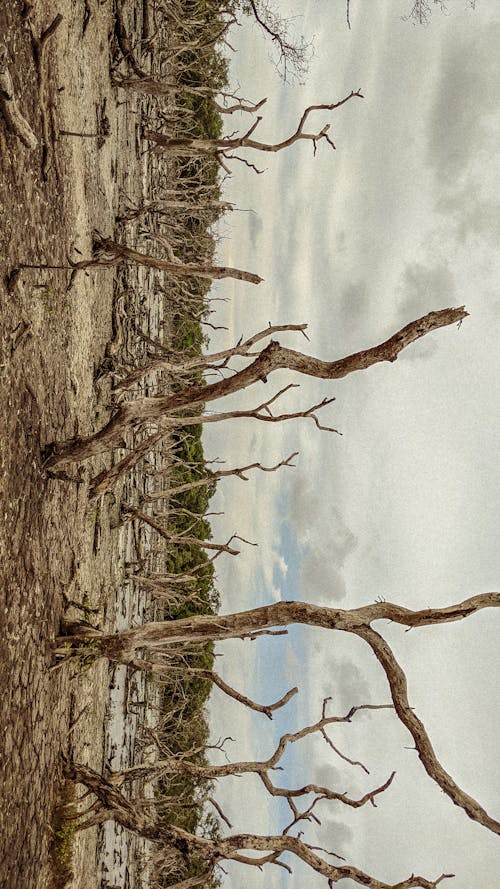 Foto d'estoc gratuïta de arbre sec, terra seca