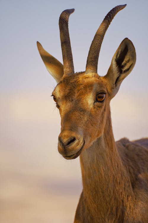 Antlers of Buck