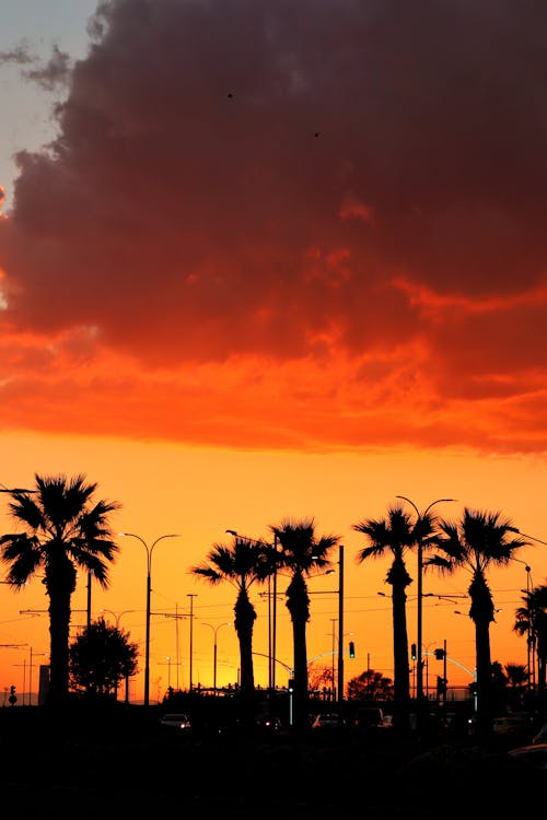 Palm Trees Silhouettes at Dusk