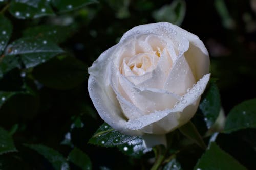 Raindrops on White Rose