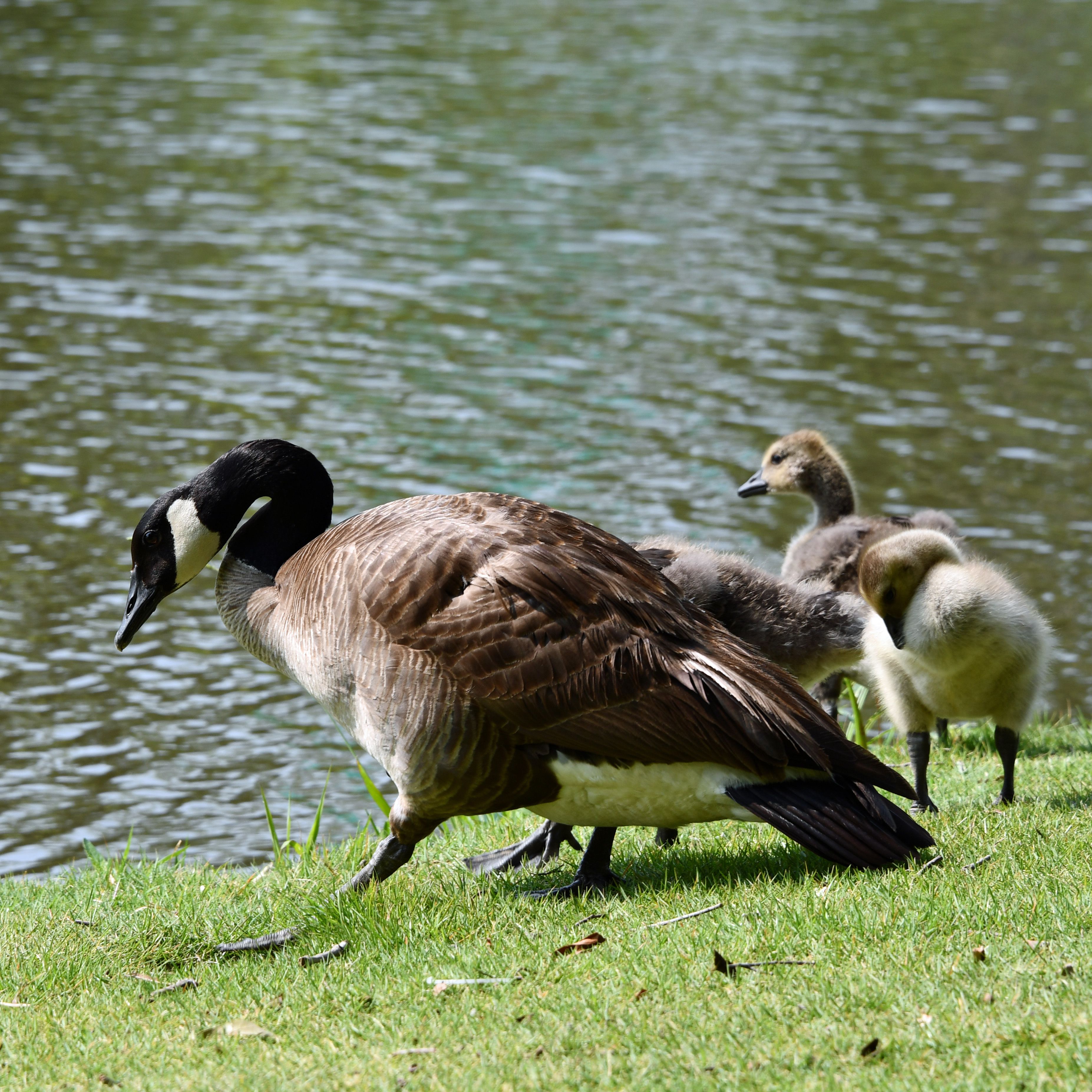 Goose with Babies on Lakeshore · Free Stock Photo