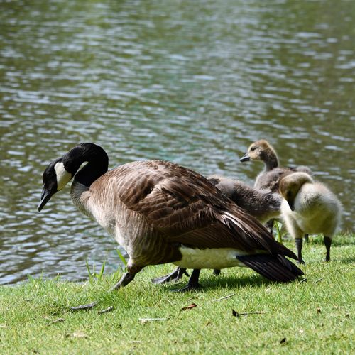 Free A Canada Goose with goslings along a peaceful lakeshore in Decatur, AL. Stock Photo