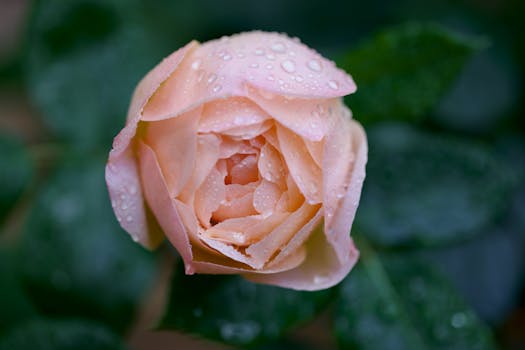 Detailed close-up of a pink rose with delicate water droplets on petals.