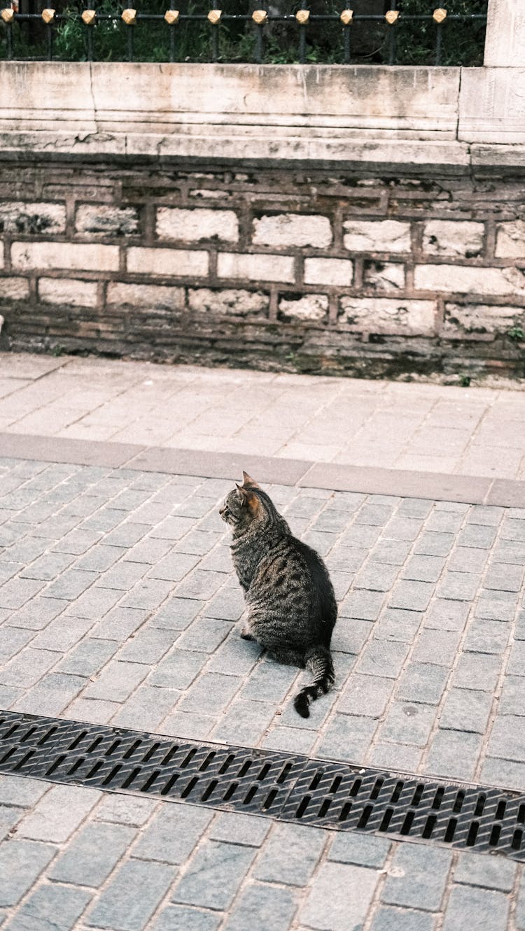 Cat Sitting On Pavement