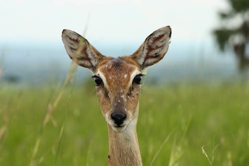 Head of Deer