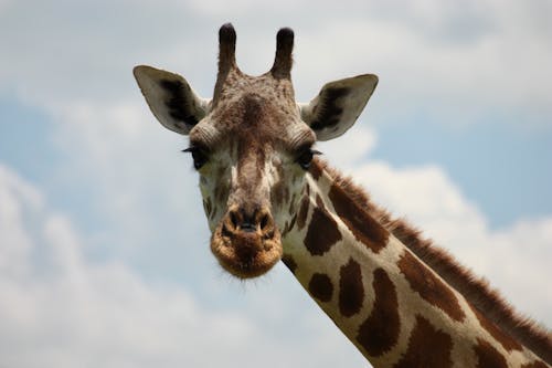 Cute Giraffe Head