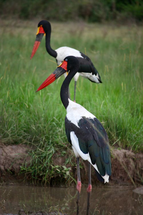 Foto profissional grátis de animais selvagens, animal, ave