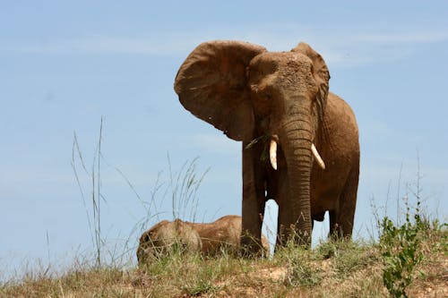 Ingyenes stockfotó afrikai, állat, elefánt témában