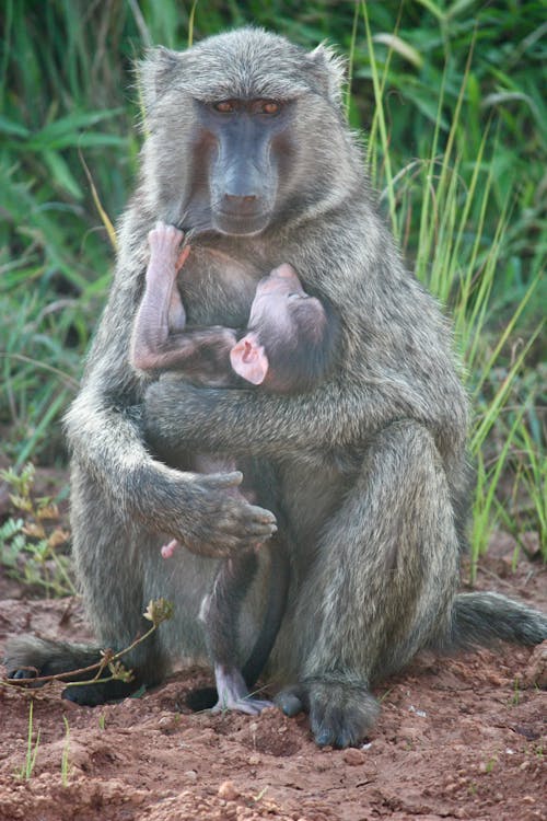Monkey with Baby Sitting on Ground