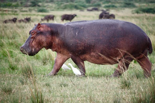 Hippopotamus in Nature