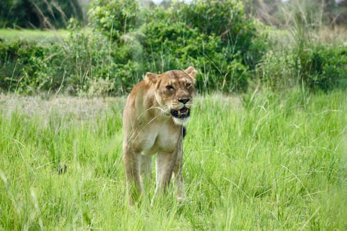 Close up of Lioness