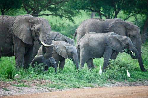 African Elephants on Grassland
