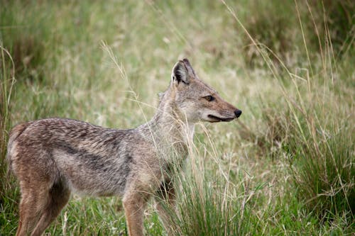 Gray Fox in Wild