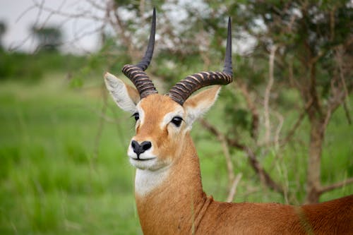 Close up of Impala Antelope