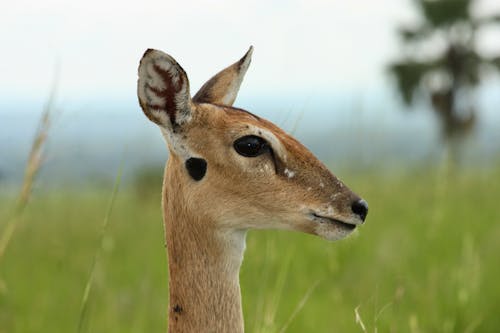 Deer Head in Close-up View