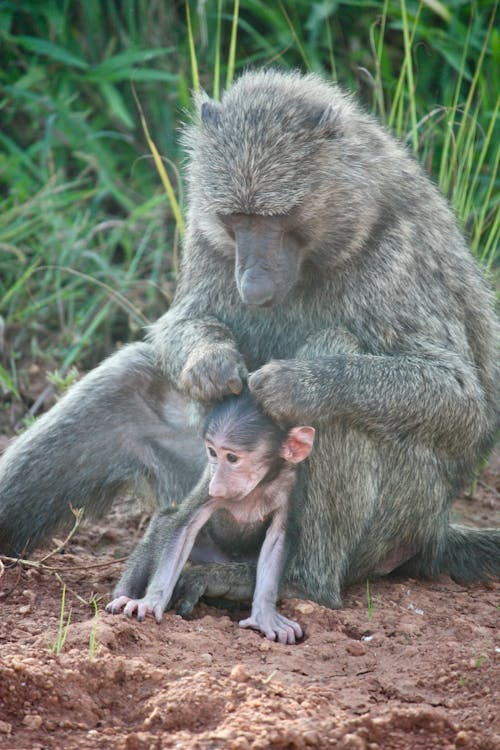 Baboon Cleaning Baby Baboon Fur