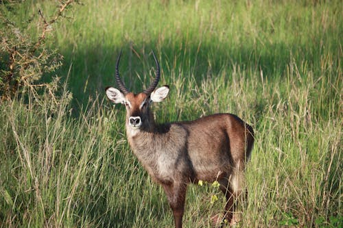 Základová fotografie zdarma na téma divočina, hřiště, jelen