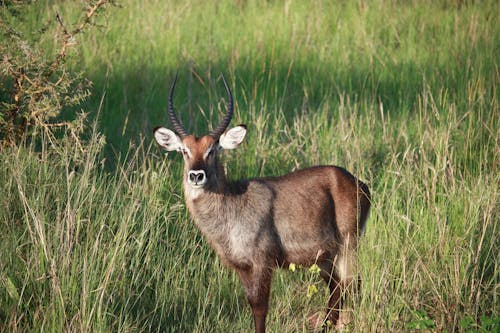 Deer in Field