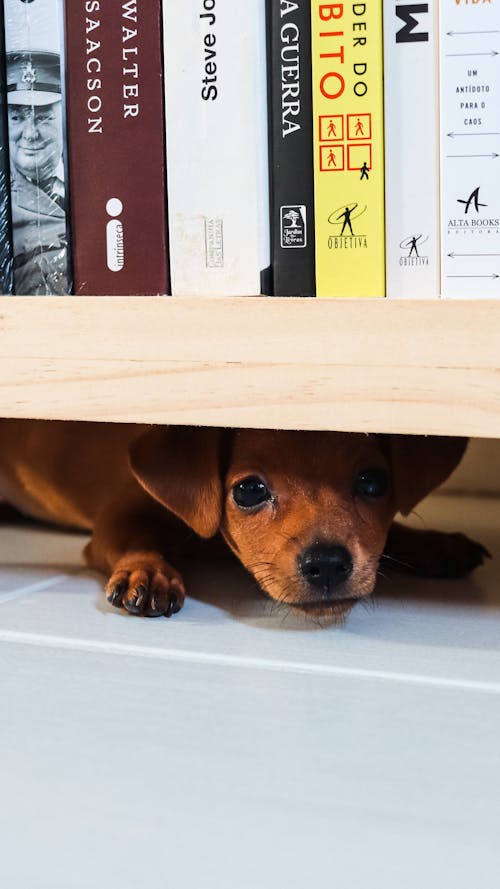 Brown Wiener Dog Hiding Under a Bookshelf