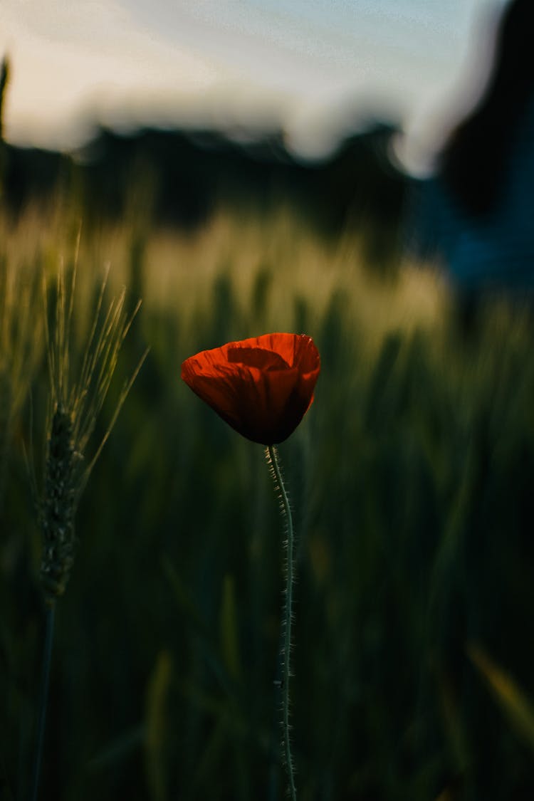 Single Poppy In Field