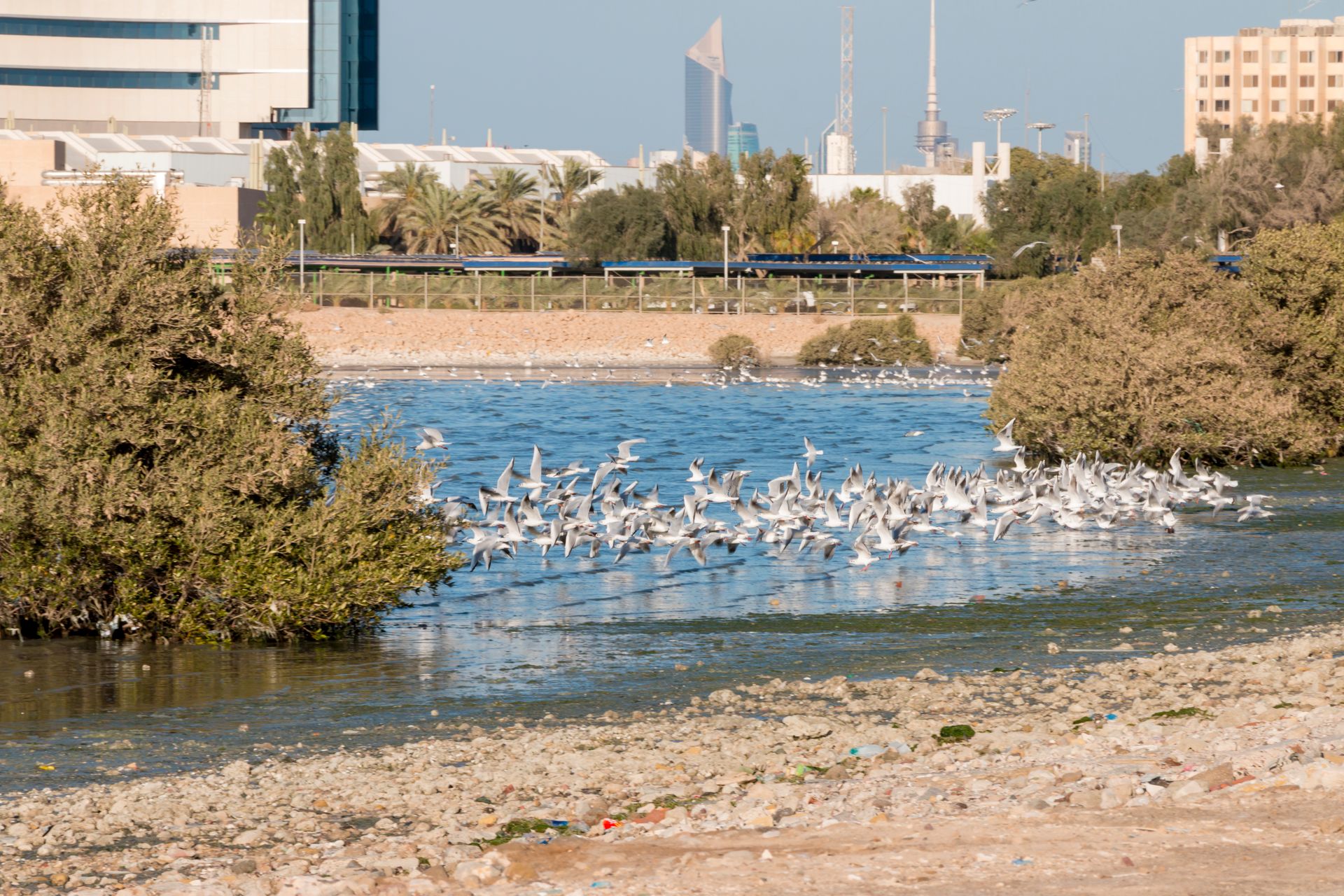 Flock of Seagulls in Bay