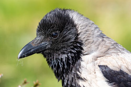 Close-up of a Crow 