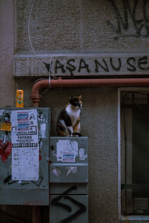 Free Charming street cat on a utility box in Cihangir's urban setting during evening light. Stock Photo
