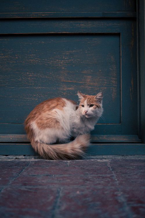 Free A fluffy ginger cat sits quietly on a doorstep in Cihangir, Istanbul. Stock Photo