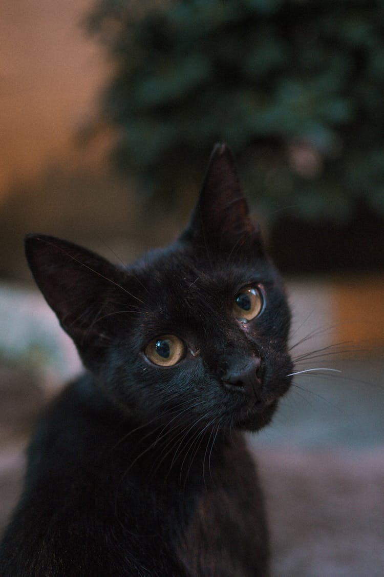 Portrait Of Black Cat