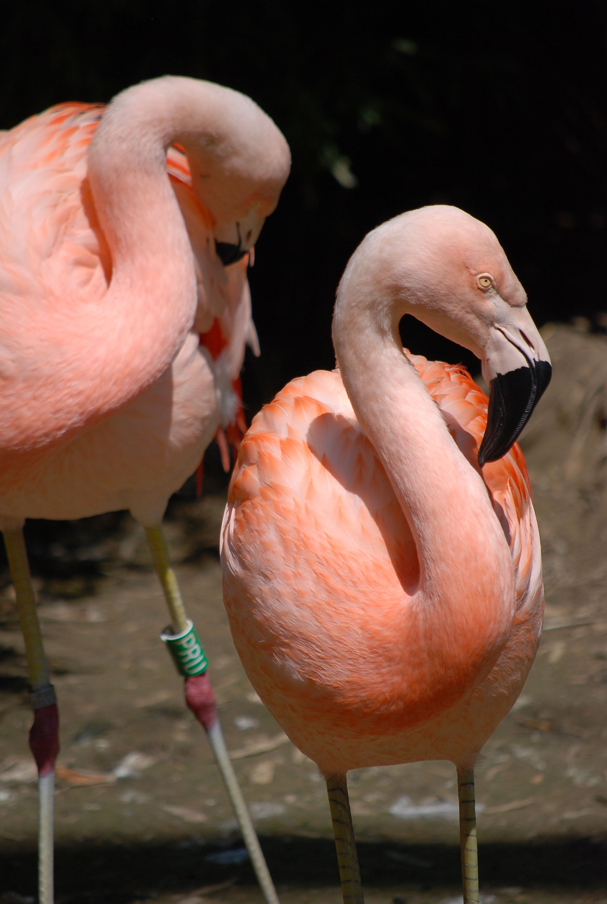 Two vibrant flamingos displaying natural grace and beauty in a wildlife setting.