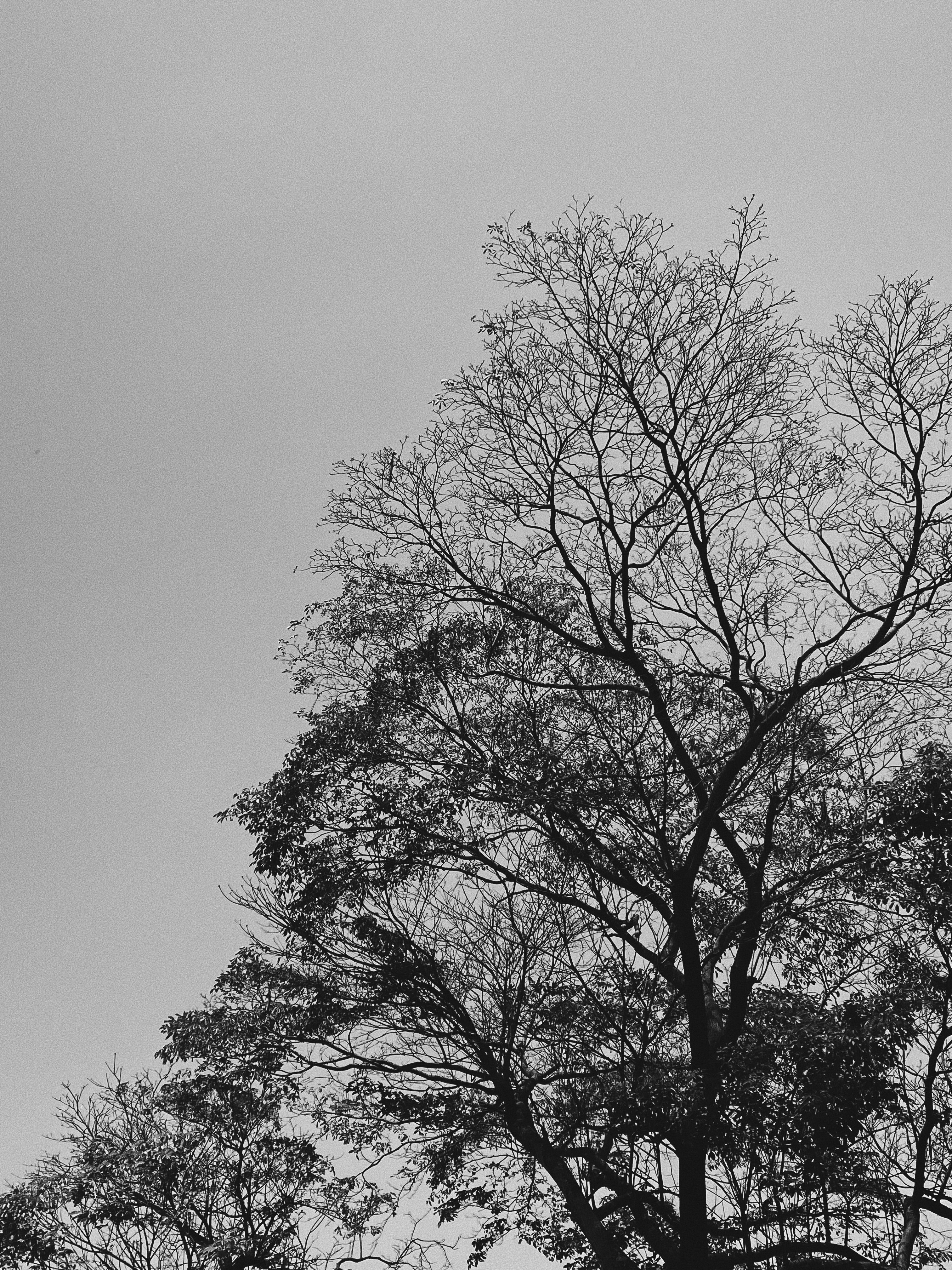 Foto de stock gratuita sobre árbol, black and white, fotos en blanco y
