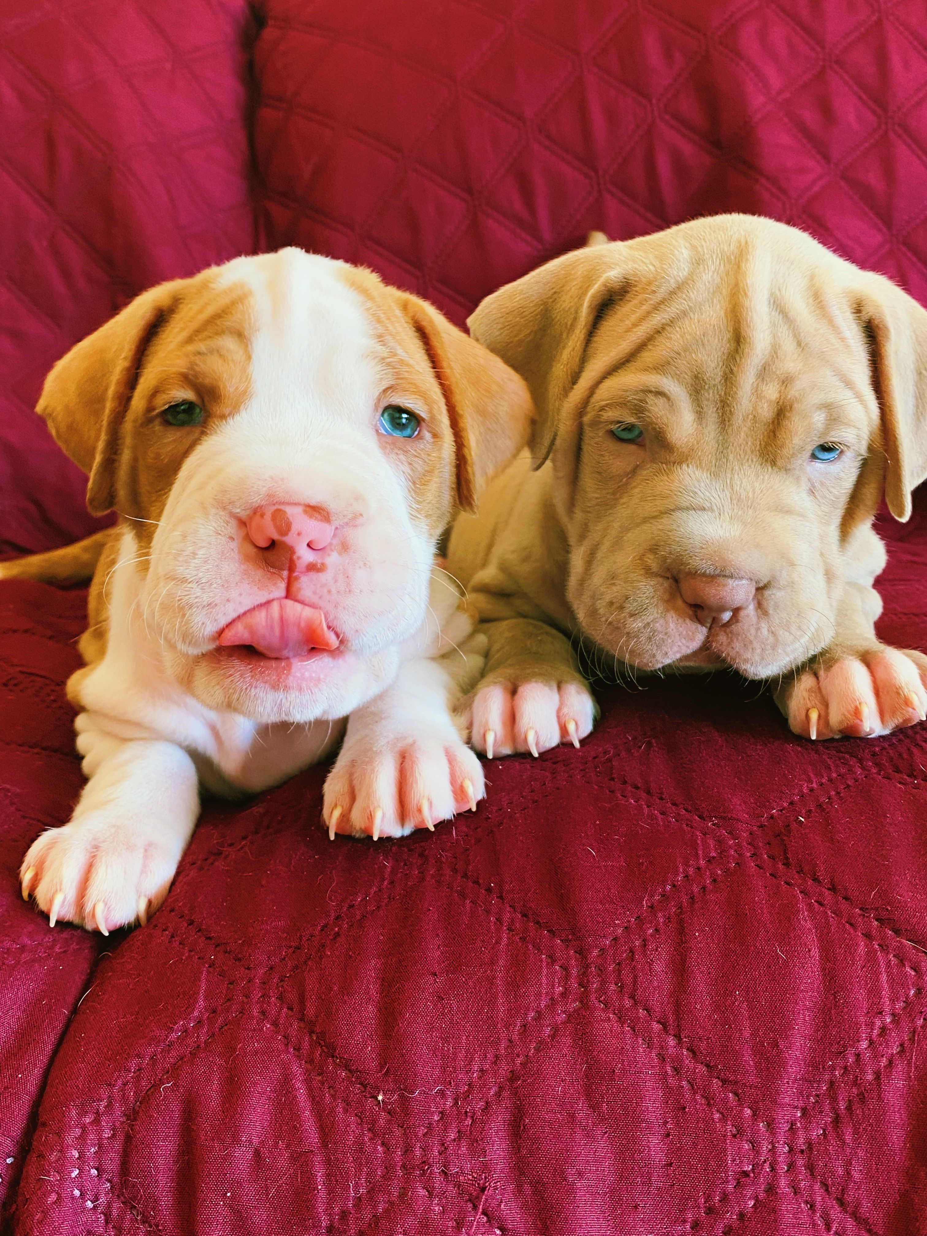 Bulldog Puppy Coloring Image