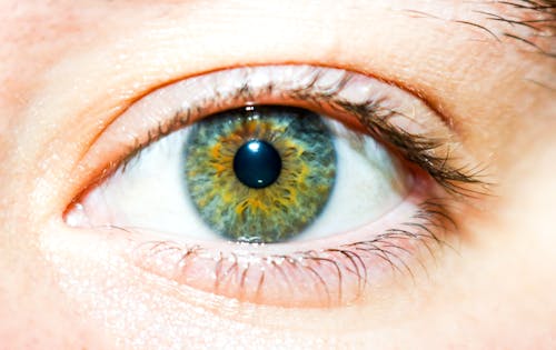 คลังภาพถ่ายฟรี ของ ดวงตาสวยงาม, ตาสีน้ำตาลแดง, ตาสีเขียว