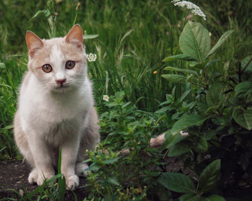 Immagine gratuita di adorabile, animale, animale domestico