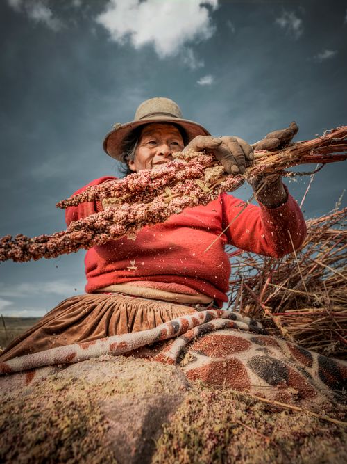 Free A woman harvesting traditional crops in Espinar, Peru, showcasing rustic agricultural practices. Stock Photo